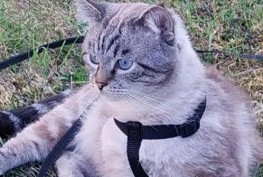 Vermisstmeldung Katze Männliche , 3 jahre Doingt Frankreich