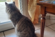Cat Gone in Périgneux (Loire, France)  - disappearance  Pet Alert  alert #363368