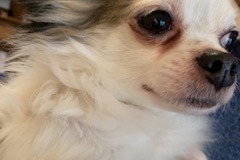 Alerte Découverte Chien  Mâle Gy-l'Évêque France