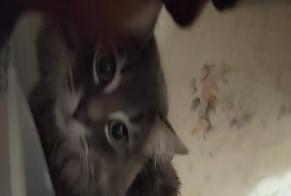 Alerte Découverte Chat Inconnu Diemeringen France