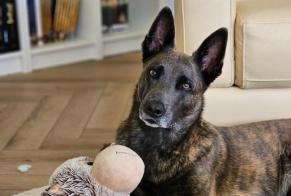 Avviso scomparsa Cane  Femmina , 5 anni Le Tâtre Francia