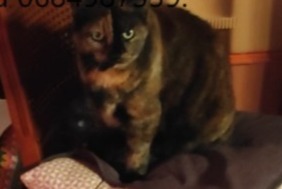 Avviso scomparsa Gatto  Femmina , 13 anni Lucé Francia