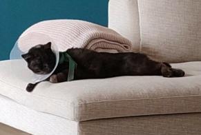 Avviso scomparsa Gatto Maschio , 17 anni La Cadière-d'Azur Francia