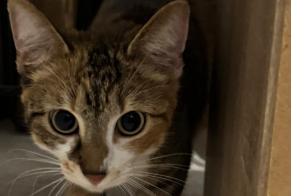 Avviso Ritrovamento Gatto incrocio di razze Femmina Angoulême Francia