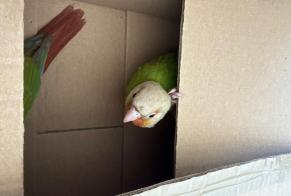 Avviso Ritrovamento Uccello Non conosciuta Saint-Raphaël Francia