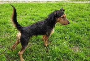 Ontdekkingsalarm Hond rassenvermenging Mannetje Mézières-sur-Ponthouin Frankrijk