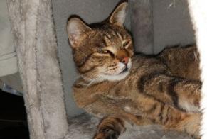 Alerta desaparecimento Gato Macho , 3 anos Peille France