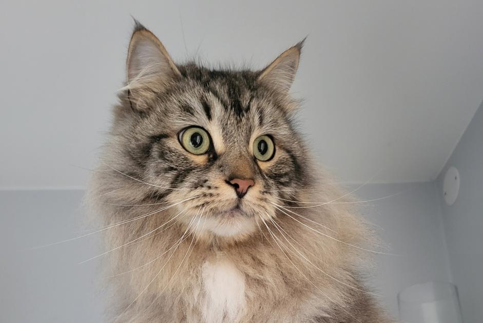 Gato Desaparecido em Périgneux (Loire, France)  - alerta desaparecimento Pet Alert n° 363368