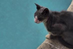 Alerta descoberta Gato Desconhecido Roquefort-les-Pins France